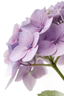 Imagen PNG para descargar